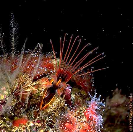 Sea Fish alsunna.org (2)